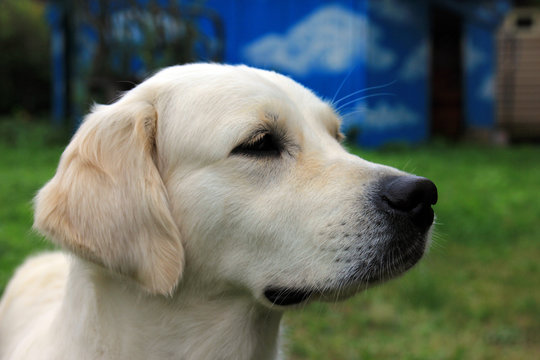 head of white dog Golden Retriever with a black nose and black eyes on green background closeup