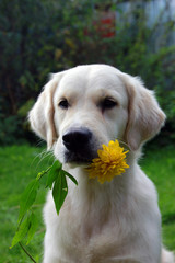 pedigree white dog Golden Retriever with yellow flower rudbeckia in hish teeth