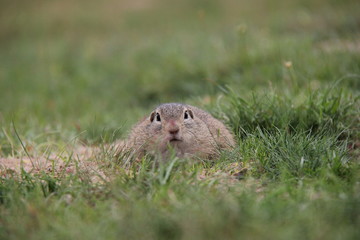 Portrait of suslik on the grass, European Ground Squirrel, Czech Republic.