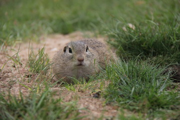 Naklejka na ściany i meble Portrait of suslik on the grass, European Ground Squirrel, Czech Republic.