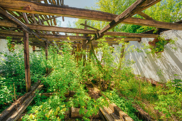 Overgrown Ruins, Consequences Of Nuclear ontamination In Evacuated