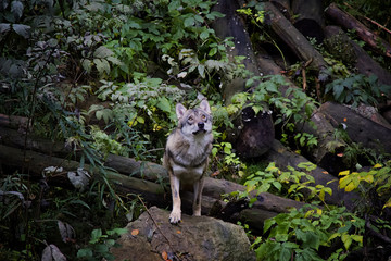Portrait of wolf in forest. Srni, National Park Sumava, Czech Republic.