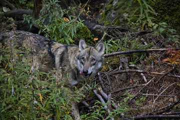 Portrait of hungry wolf in forest. Srni, National Park Sumava, Czech Republic.