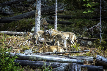 Life in the pack of wolves. Wolf family. Srni, National Park Sumava, Czech Republic.