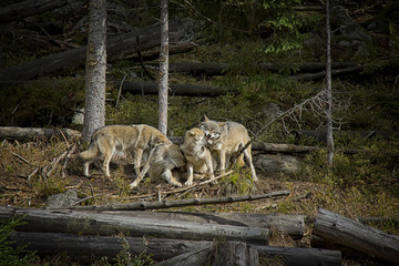 Life in the pack of wolves. Wolf family. Srni, National Park Sumava, Czech Republic.