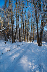 winter, snow, forest road in the snow, trees, sunny winter day in the forest, the sun