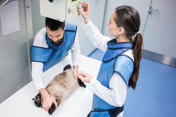 Tierärzte röntgen eine Katze 