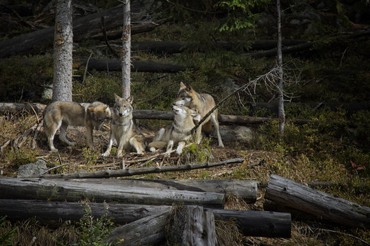 Life in the pack of wolves. Wolf family. Srni, National Park Sumava, Czech Republic.