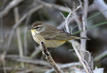 A Palm Warbler (Setophaga palmarum) sitting on a branch.  Shot in Miami, Florida..
