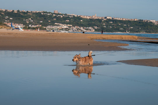 cane meticcio che gioca nell'acqua della foce fiume siniello sulla spiaggia tra san salvo e vasto