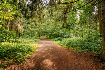 Fototapeta na wymiar Beautiful Landscape Of Summer Mixed Forest, Park. Path Lane Walkway