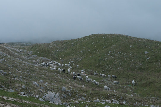 mandria di mucche a campitello matese con nebbia sullo sfondo