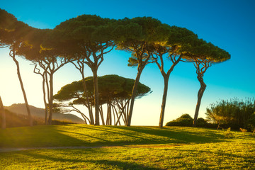 Maritieme dennenboomgroep in de buurt van zee en strand. Barati, Toscane.