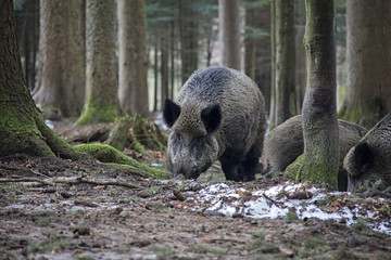 Portrait of Wild Boar in forest. Bavarian Forest National Park.