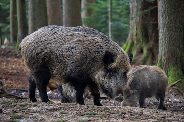Naklejka na ściany i meble Portrait of Wild Boar in forest. Bavarian Forest National Park.