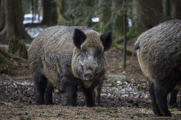 Portrait of Wild Boar in forest. Bavarian Forest National Park.