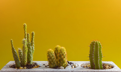 Cactus in a potted plant on a bright yellow background.