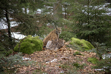 Portrait of lynx mother with 2 cubs. Lynx family in Bavarian Forest National Park.