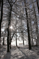 Frozen forest with branch in winter sunny day. Winter morning in the Czech Republic. Frozen trees and blue sky, perfect view. 