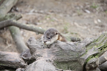 Portrait of baby otter. So small, so cute.
