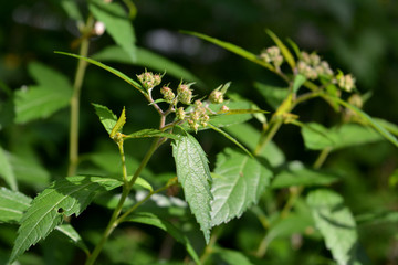 Sedum. City lungs for people's health. Ways to prevent soil erosion in town. Greenery of the urban courtyard with unpretentious plants as an example of guerrilla gardening.