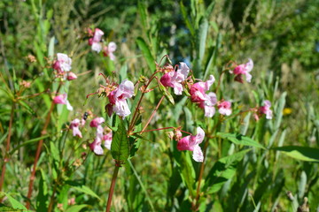 Himalayan Balsam. Impatiens glandulifera. Pink and white flowers in sunny summer day. Wild nature in the city.