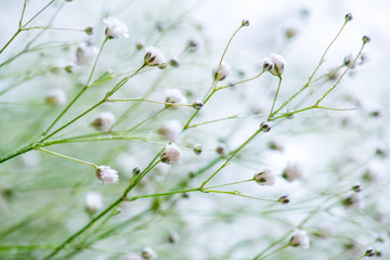 White flowers spring background