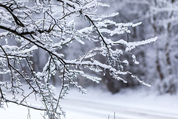 Winter season in Poland. Tree branches covered with snow in the park during the heavy snowfall in Gdynia