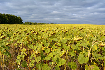 Fototapeta na wymiar Field of ripe sunflower in early autumn.