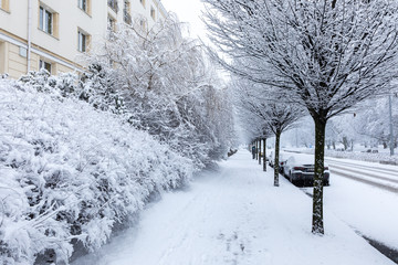 Winter season in Poland. Trees at the Pilsudskiego alley during the heavy snowfall in Gdynia