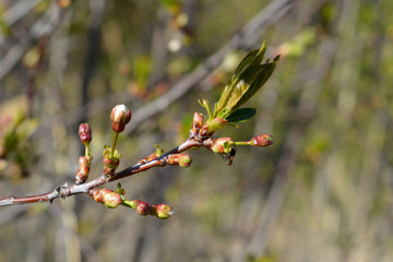 Cherry branch with buds and young leaves in early spring.
