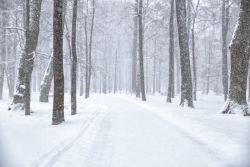 Snowfall in the park