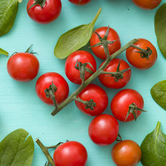 Top view on fresh organic cherry tomatoes with small basil leaves on turquoise background. Healthy food and eating concept.