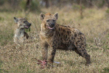 Hyena eating, Africa