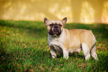 The cute French Bulldog