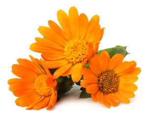 marigold flowers with green leaf isolated on white background ( calendula flower )