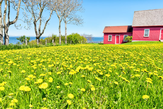 Red painted shed with yellow dandelion flowers and view of Saint Lawrence river in La Martre in the Gaspe Peninsula, Quebec, Canada, Gaspesie region