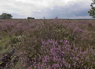 Wanderung durch ein Heidegebiet mit blühender Heide