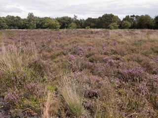 Wanderung durch ein Heidegebiet mit blühender Heide