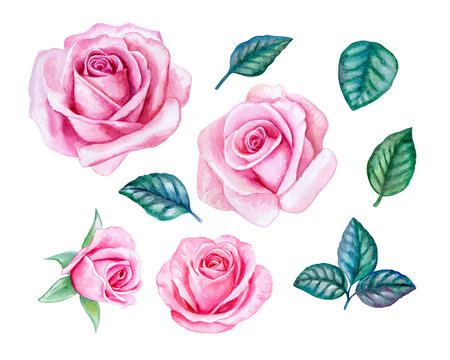 Set of pink roses with leaves isolated on white background. Templates. Watercolor. Illustration. Handmade