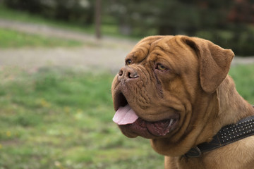 Close-up portrait Dogue de Bordeaux, Bordeaux Mastiff, French Mastiff