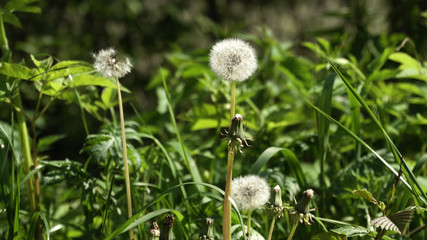 Dandelion Seed Head ,on blurry background,macro close-up. Dandelions, dandelion meadow, white flowers in green grass.