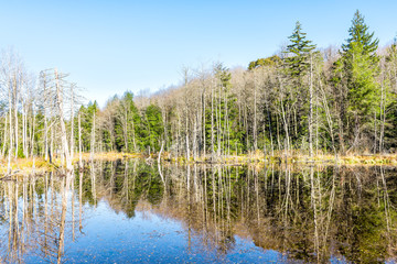 Lake landscape pond marsh reflection with forest of bare, dead trees in autumn, fall or winter in West Virginia