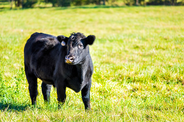 One black young cow, calf closeup grazing on pasture, green grass in Virginia farms countryside...