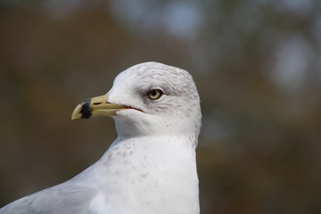 Seagull