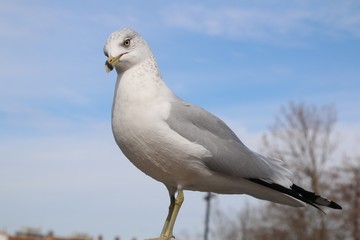Seagull