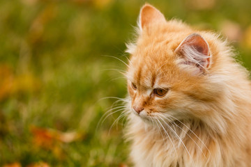 Naklejka na ściany i meble Red cat sits in yellow autumn leaves