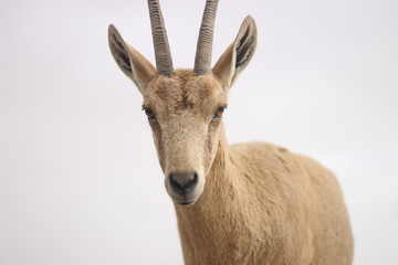 ibex in the desert
