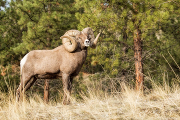 Majestic One-Bighorn Ram