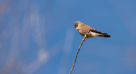 Falco tinnunculus male. Kestrel in the nature.